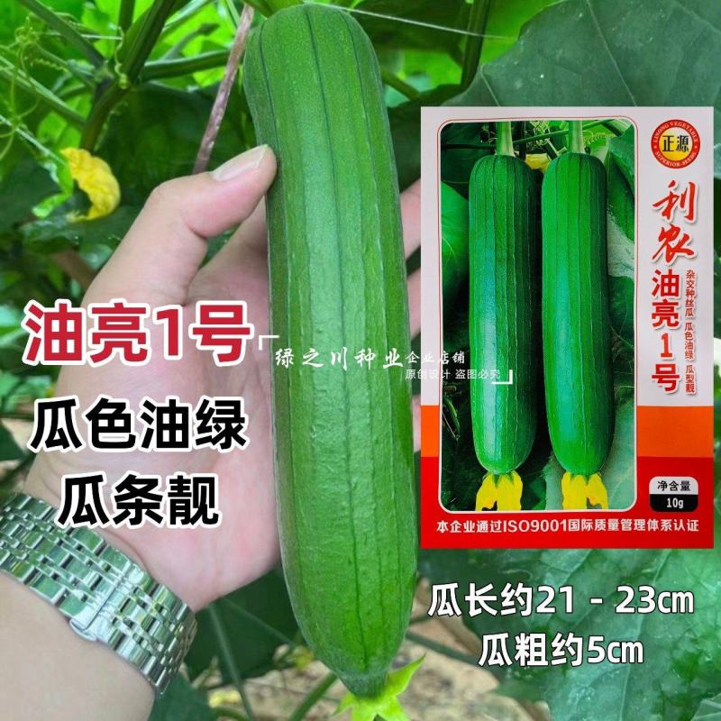 白籽油亮丝瓜种子短棒利农油亮1号丝瓜种籽油绿水瓜种子高产