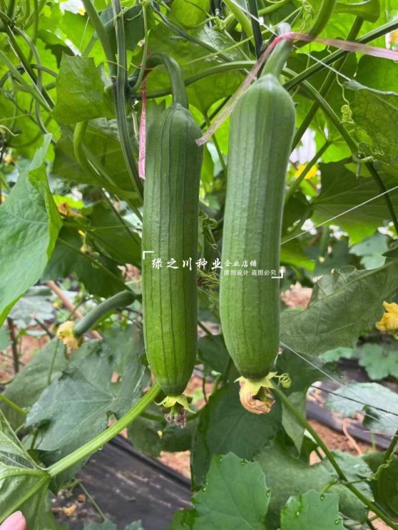 白籽油亮丝瓜种子短棒利农油亮1号丝瓜种籽油绿水瓜种子高产