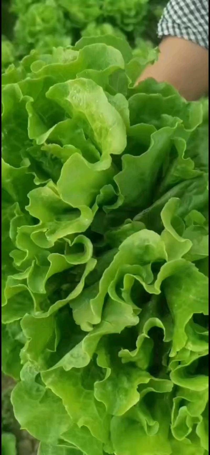 大棚生菜，大量上市中，质量杠杠的，全国代发