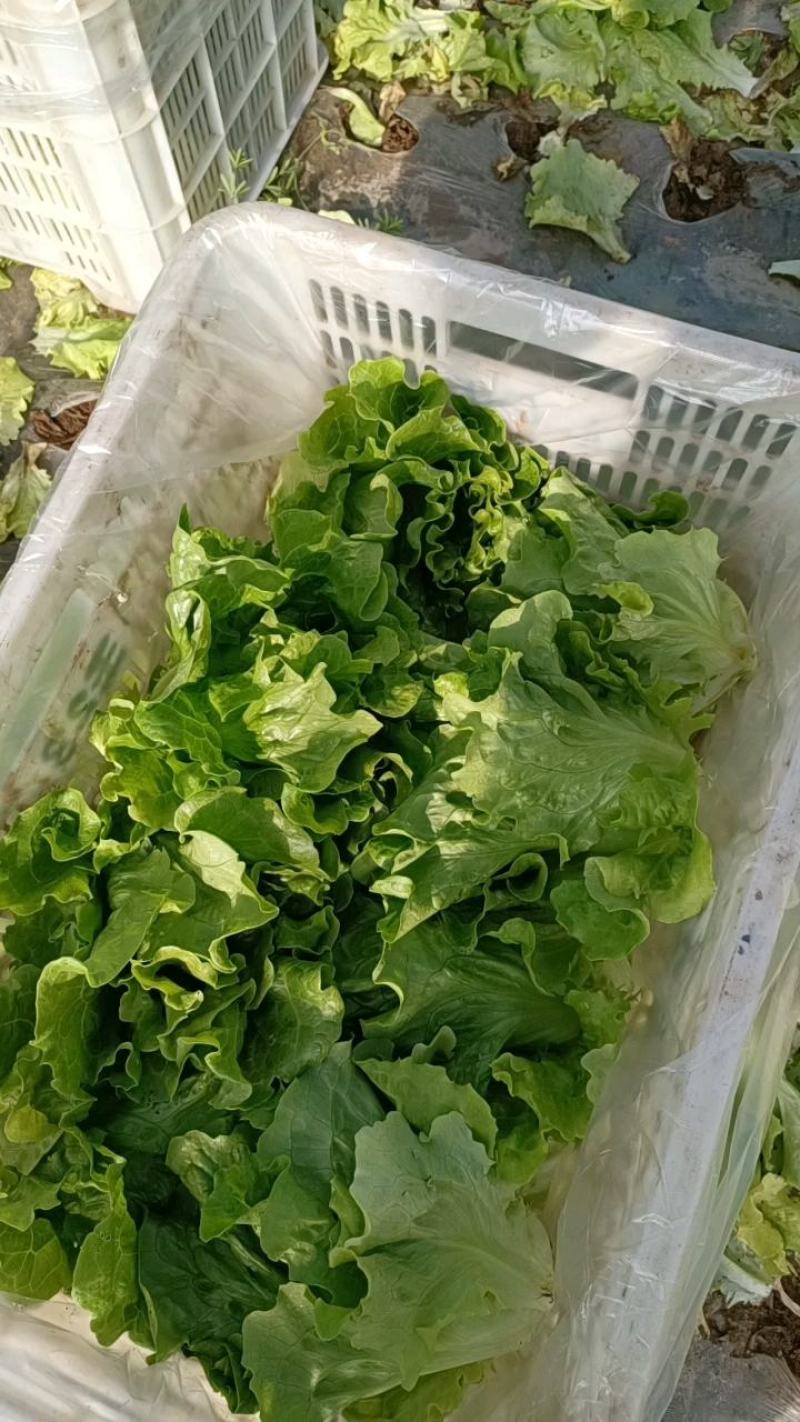 大棚生菜，大量上市中，质量杠杠的，全国代发