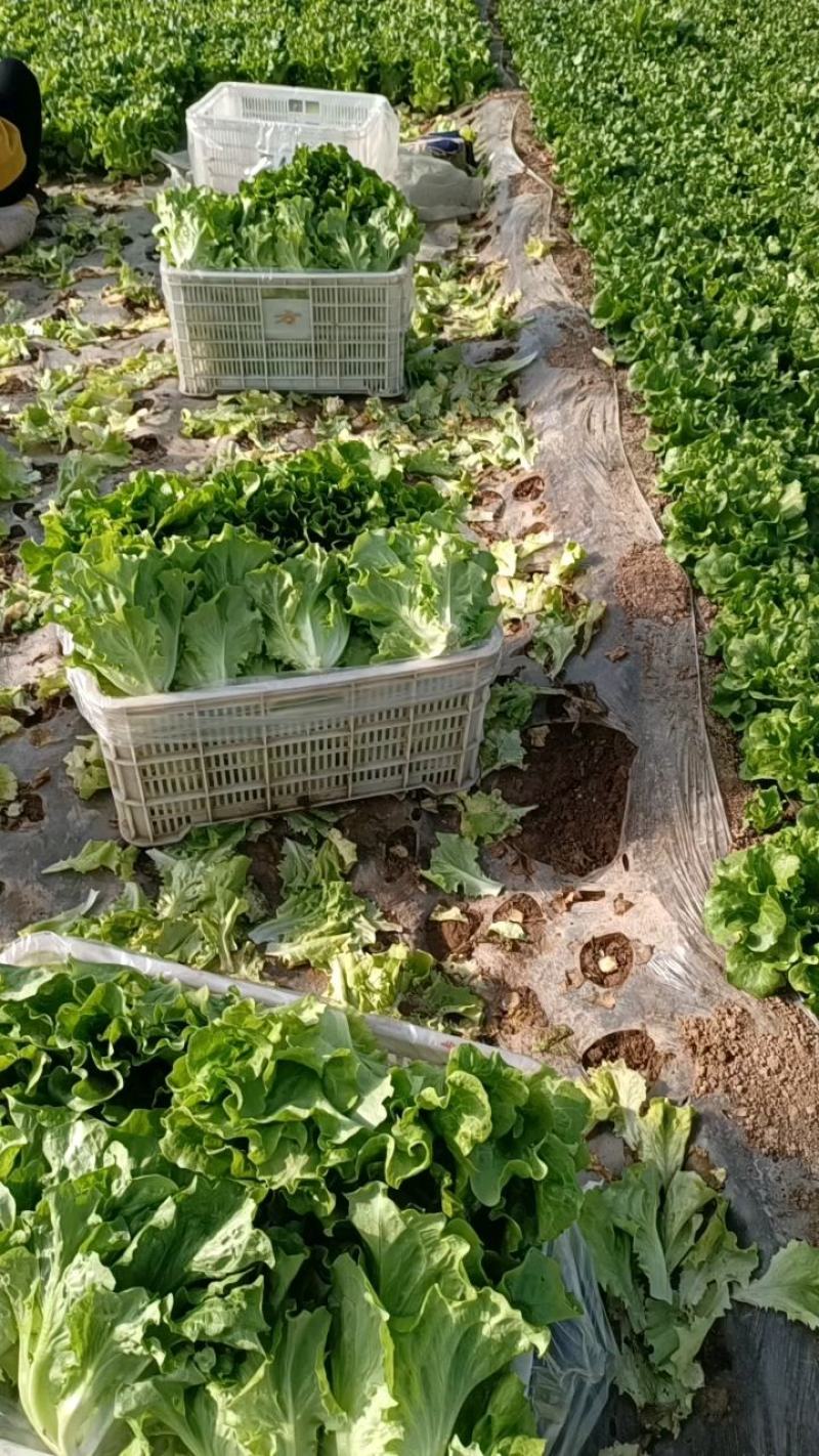 大棚生菜，大量上市中，质量杠杠的，全国代发