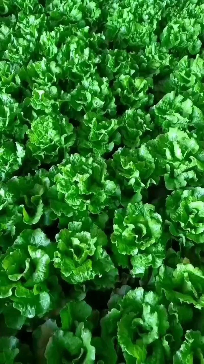 大棚生菜，大量上市中，质量杠杠的，全国代发