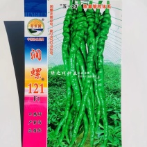 润螺121辣椒种子螺丝线椒种子早熟香辣特长螺丝椒种子