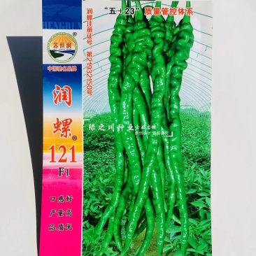 润螺121辣椒种子螺丝线椒种子早熟香辣特长螺丝椒种子