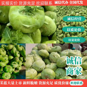 青苤蓝大量走货中，酱菜厂腌制，市场售卖质优价廉