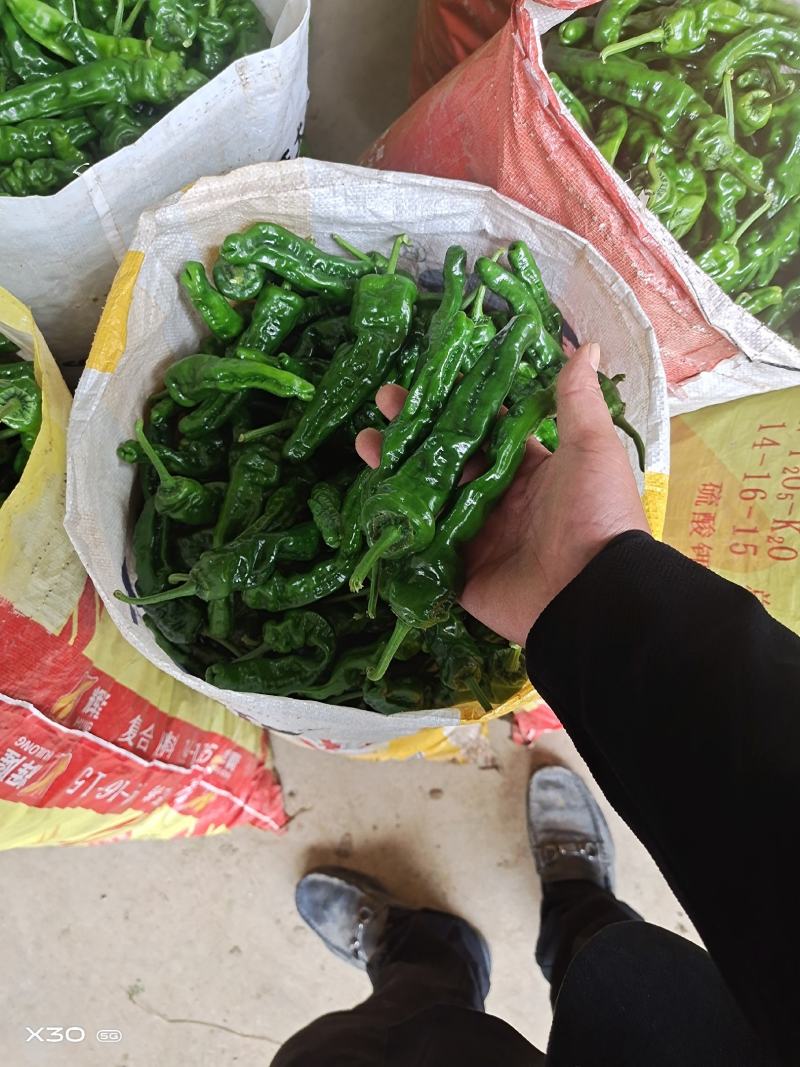山东枣庄，芜湖椒量大，皱皮已经全部大量上市！
