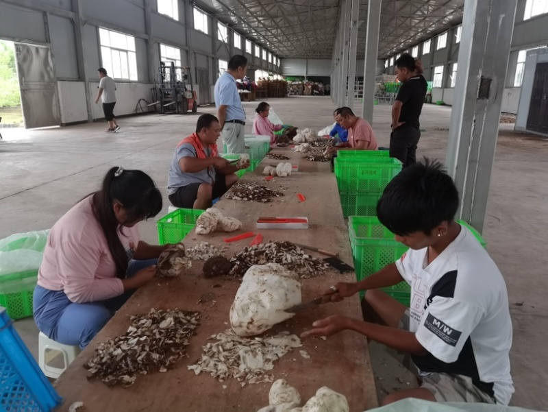 云南茯苓丁小方丁普洱货基地加工批发大货