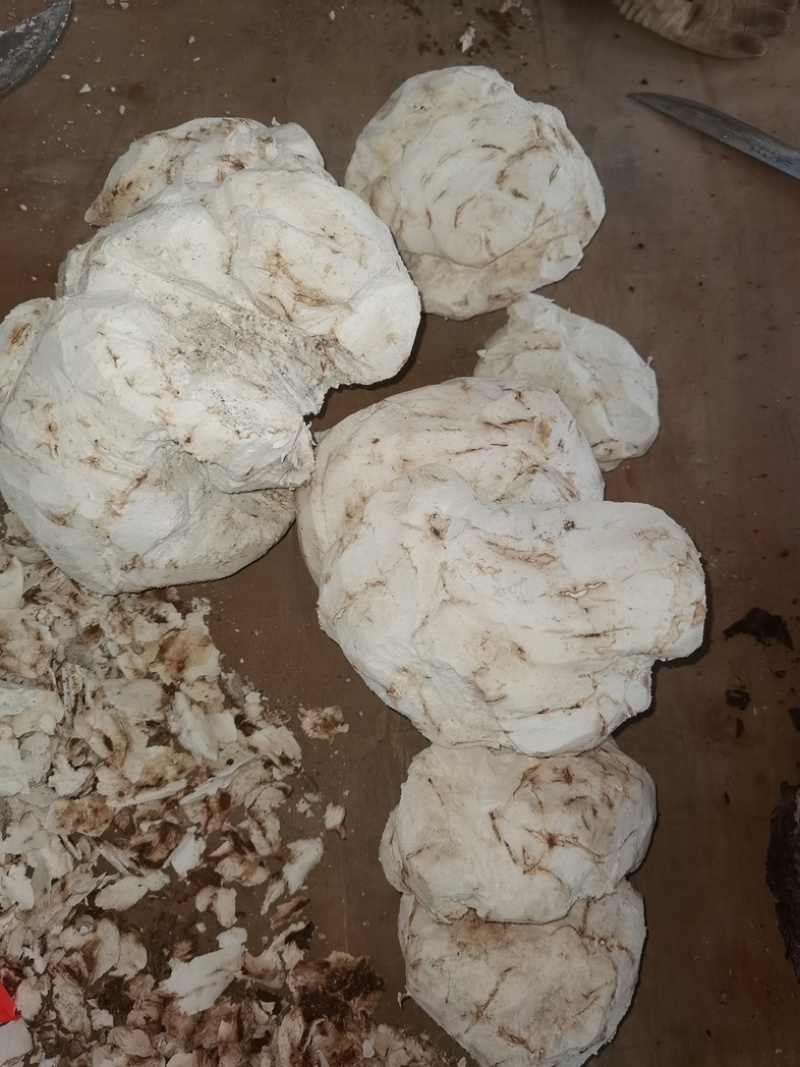 云南茯苓丁小方丁普洱货基地加工批发大货