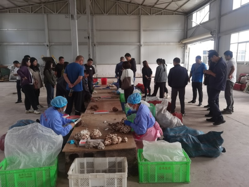 云南茯苓丁小方丁普洱货基地加工批发大货