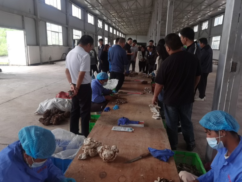 云南茯苓丁小方丁普洱货基地加工批发大货