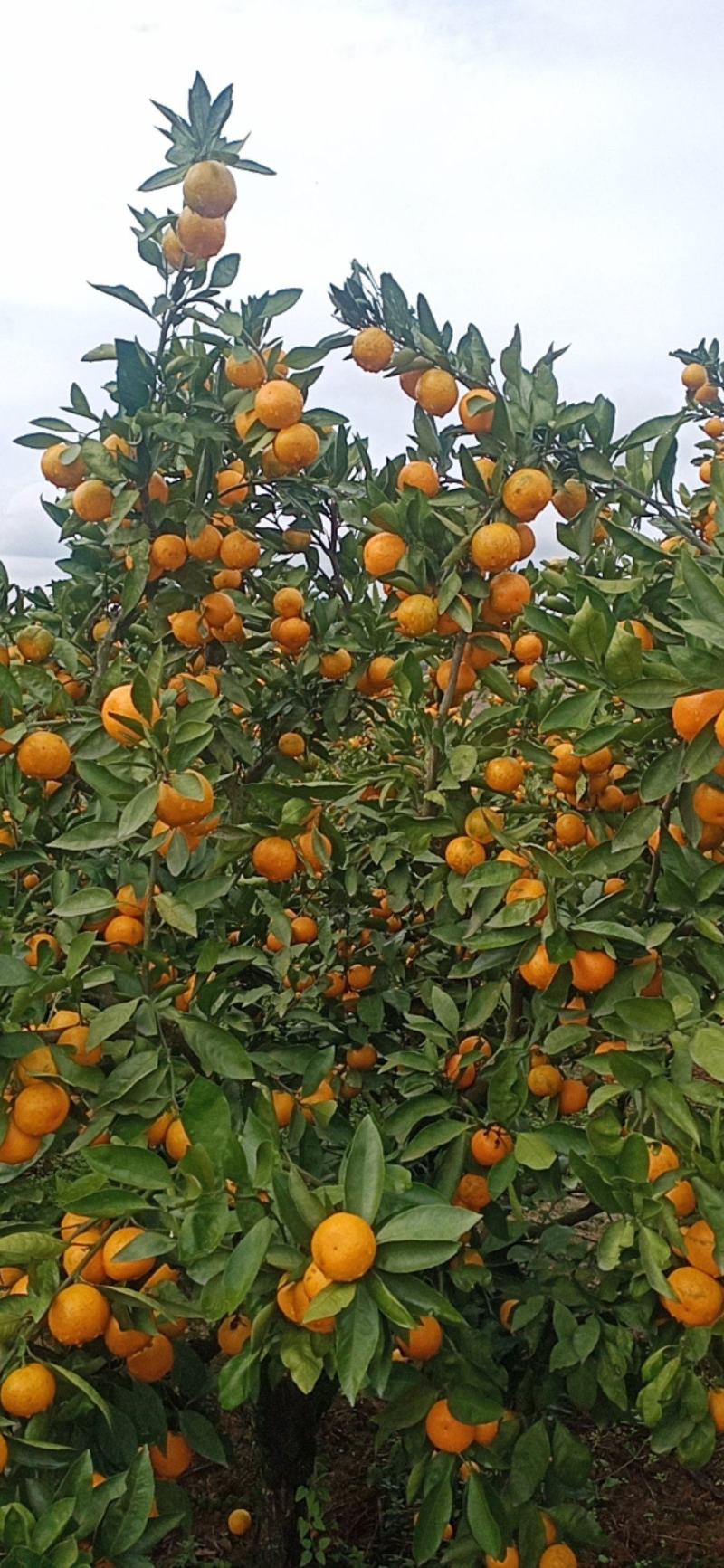 汉中高山密桔