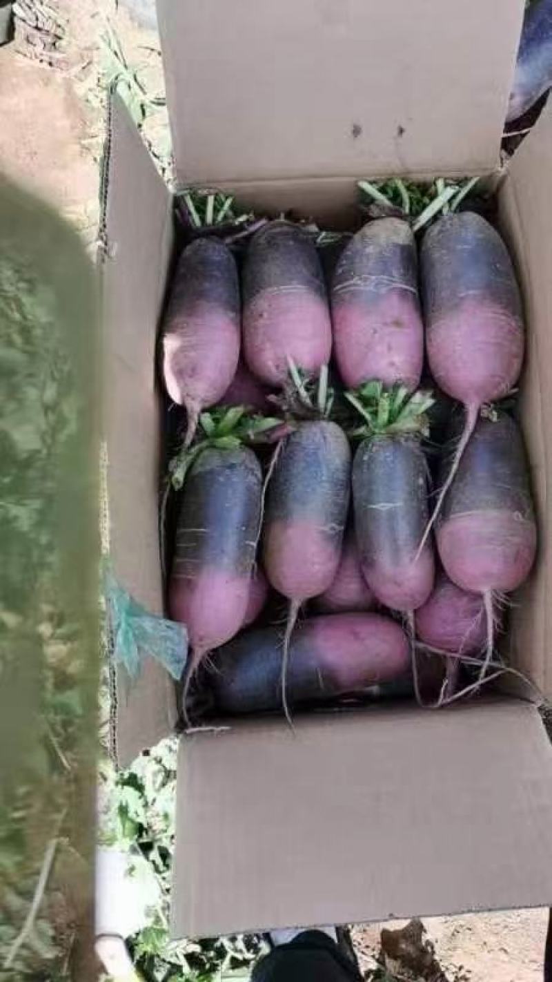 冰糖心，冰激凌精品水果萝卜种植面积广货源充足大量现货