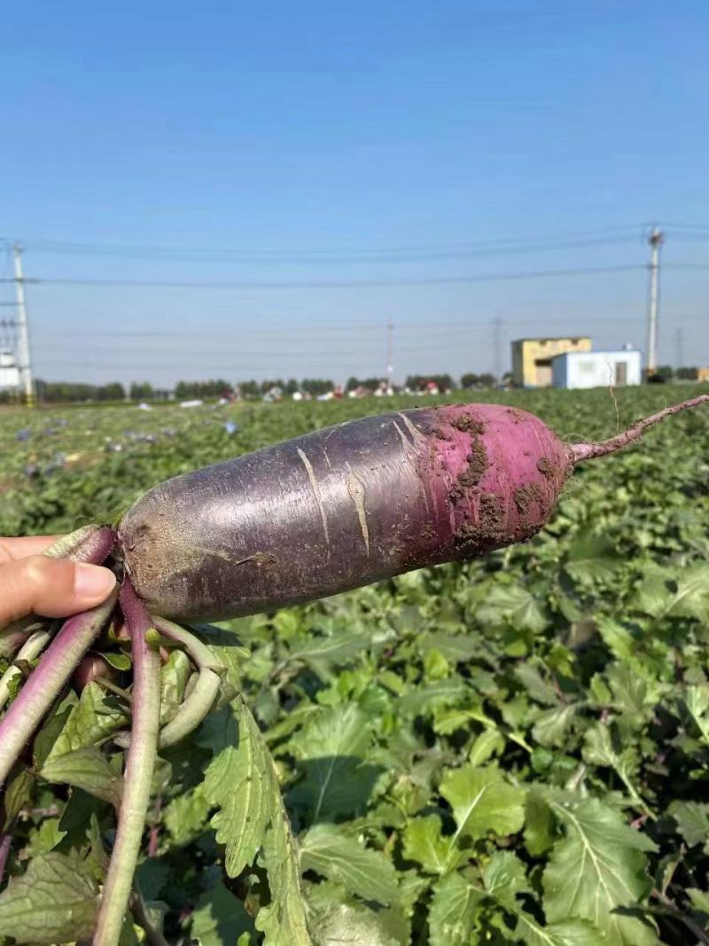 冰糖心，冰激凌精品水果萝卜种植面积广货源充足大量现货