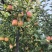 冰糖心红富士苹果产地大量直销光果