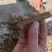 甘肃陇南鬼箭羽，价格真实，诚信商家欢迎咨询