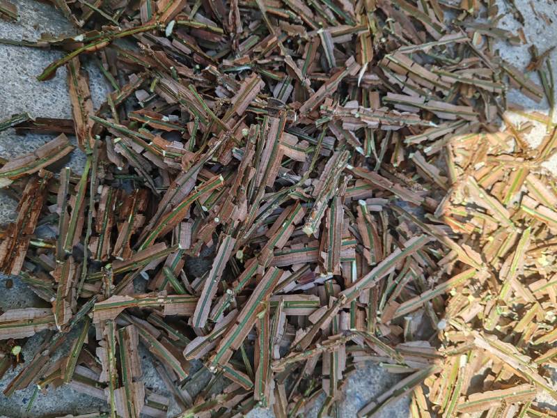 甘肃陇南鬼箭羽，价格真实，诚信商家欢迎咨询