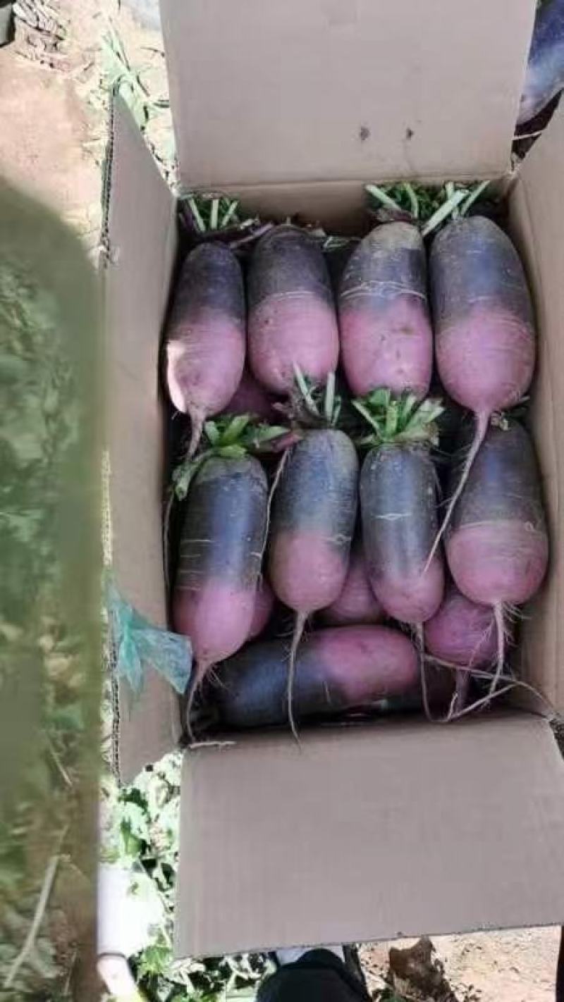 冰淇淋正宗冰糖心，冰激凌，水果萝卜大量供应，量大质优