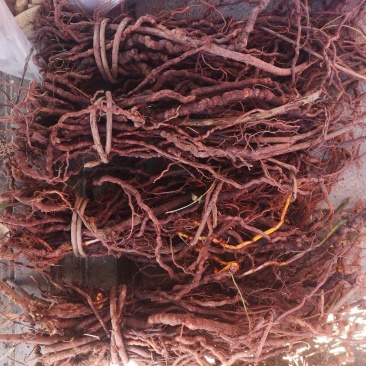 茜草根