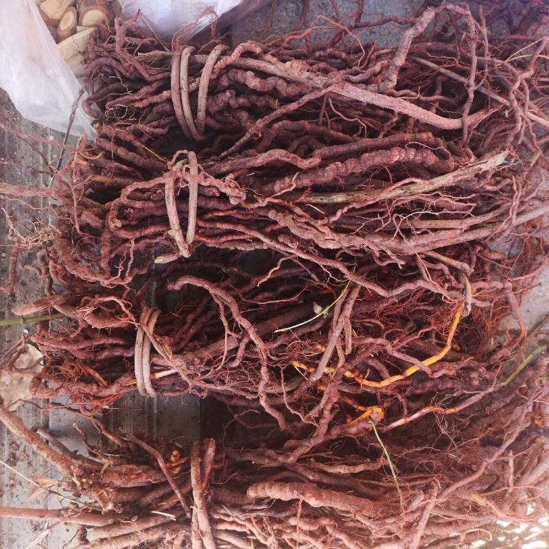 茜草根