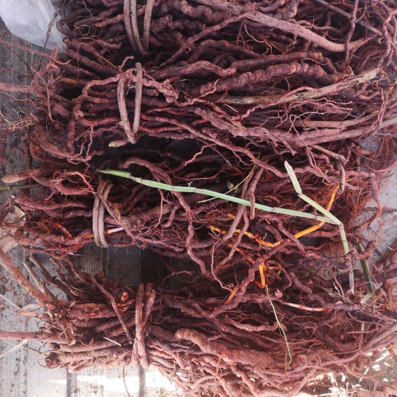 茜草根