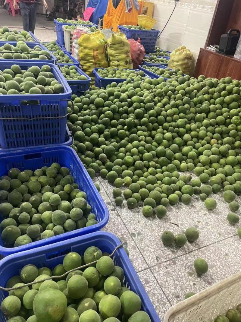 产地正毛化橘红一手货源品质保证可现场看货