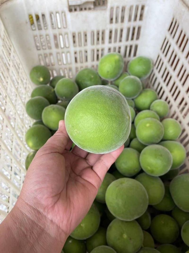 产地正毛化橘红一手货源品质保证可现场看货