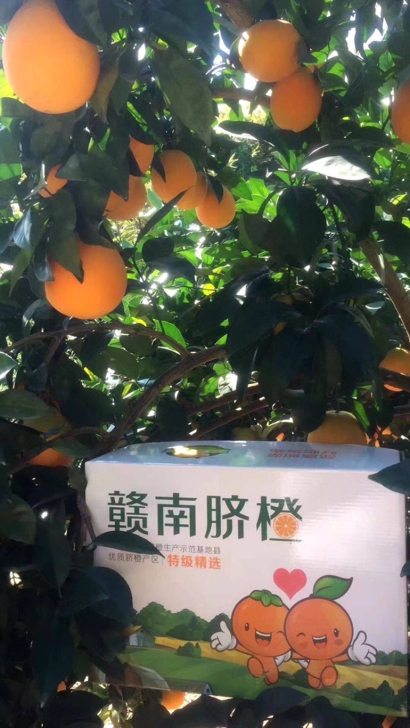 赣南脐橙江西赣州安远脐橙果园直采承接电商微商一件代发