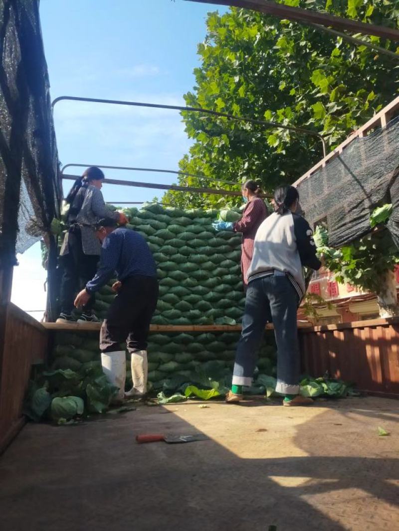 产地直发，精品京丰一号