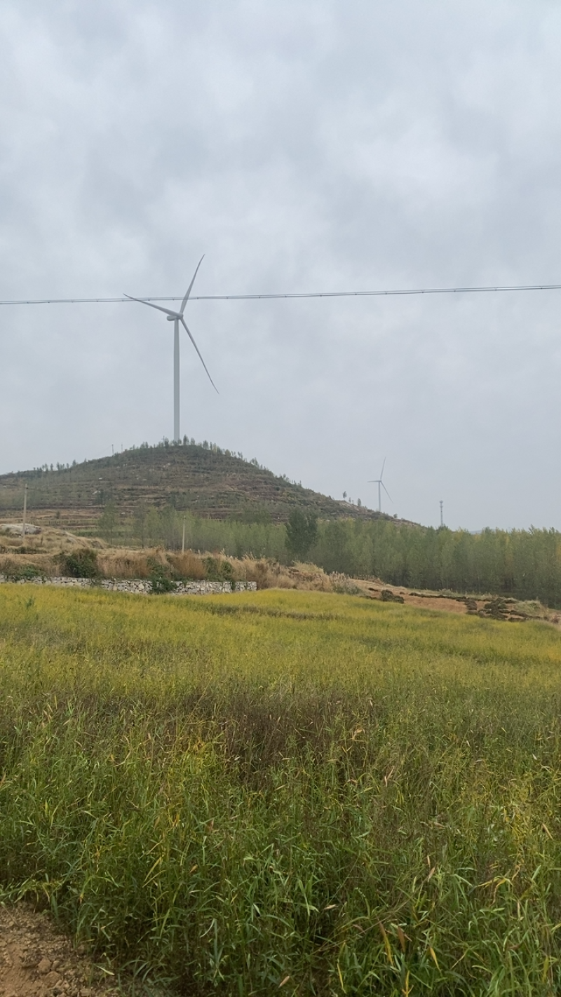 徐长卿全草，山东省泰安市新泰市汶南镇产地。