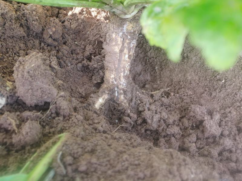 河南省洛阳市汝阳县辣根原产地千亩基地，对接药厂，调料厂