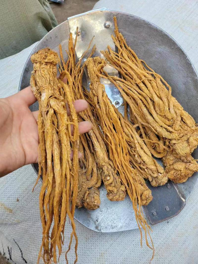 当归，全归一棵树，当归颗粒，当归头，当归节无硫当归