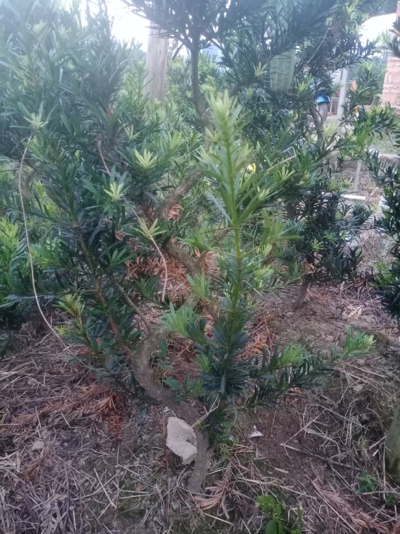 拿弯，精品，贵妃，造型罗汉松