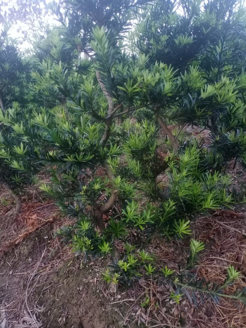 拿弯，精品，贵妃，造型罗汉松