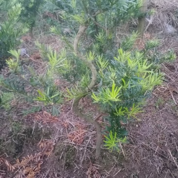 拿弯，精品，贵妃，造型罗汉松