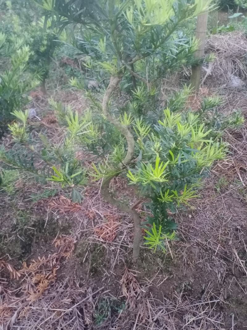 拿弯，精品，贵妃，造型罗汉松