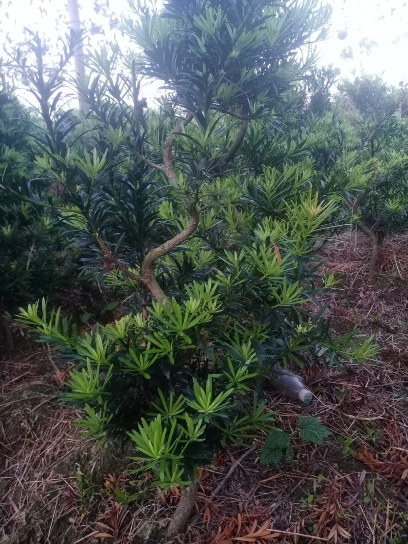 拿弯，精品，贵妃，造型罗汉松