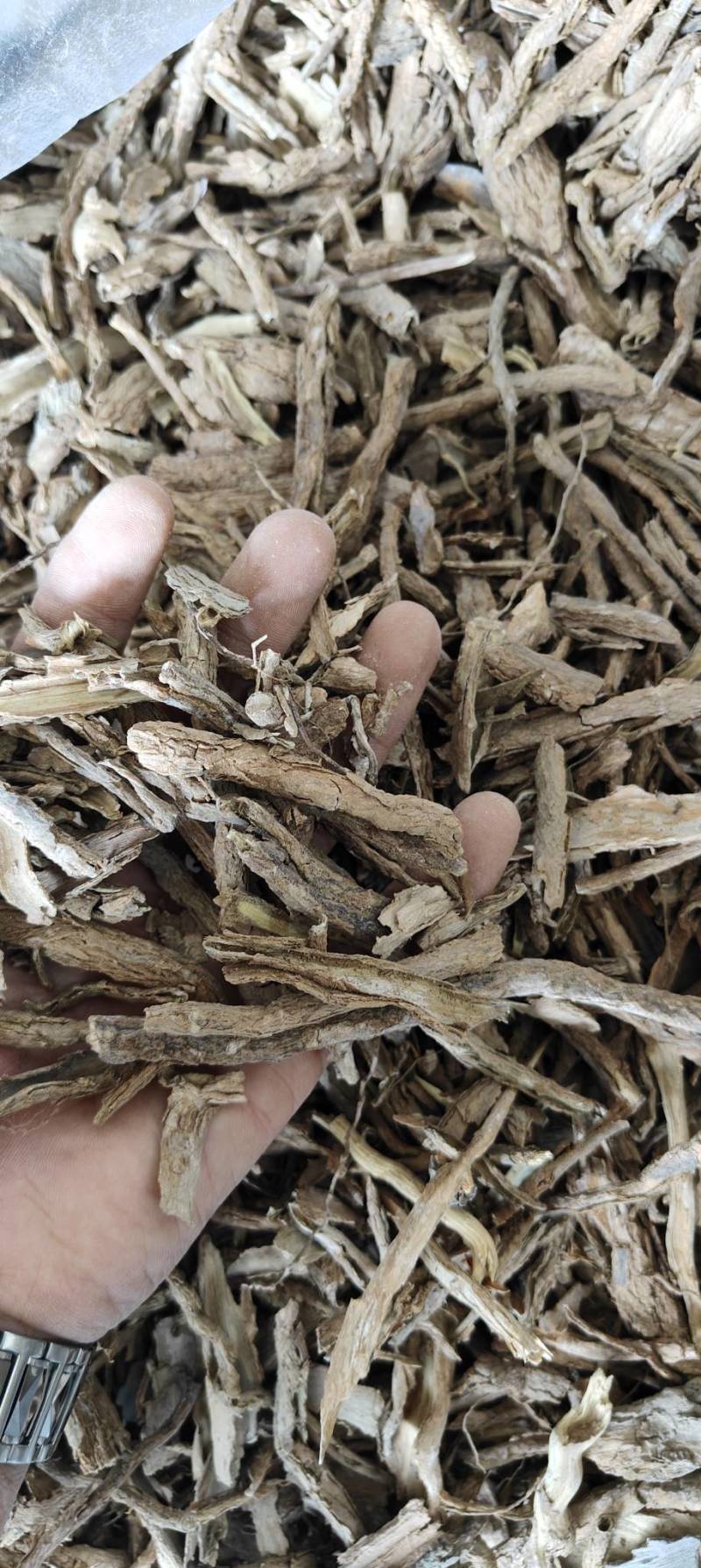 地骨皮，甘肃产地，常年供应，恢份低