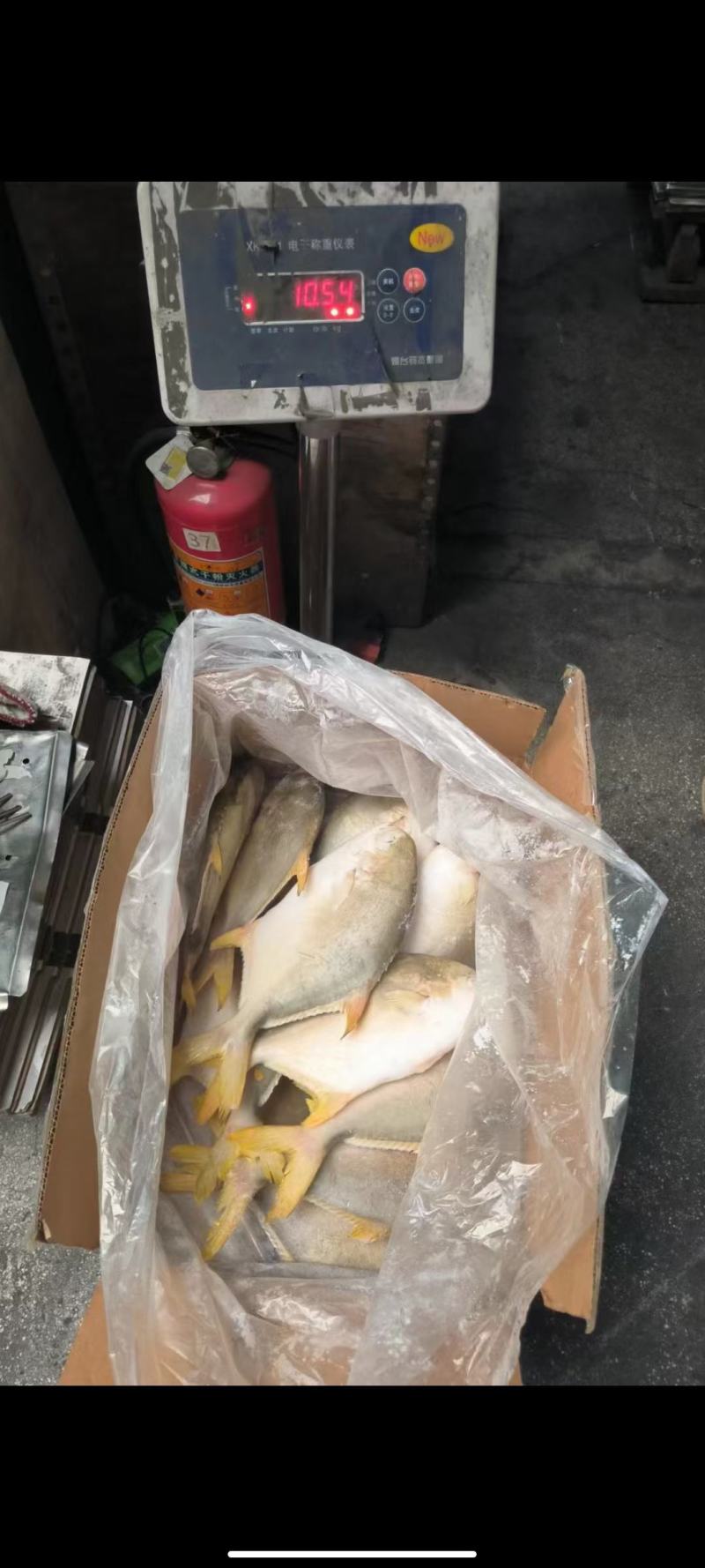 500/600单冻金鲳鱼