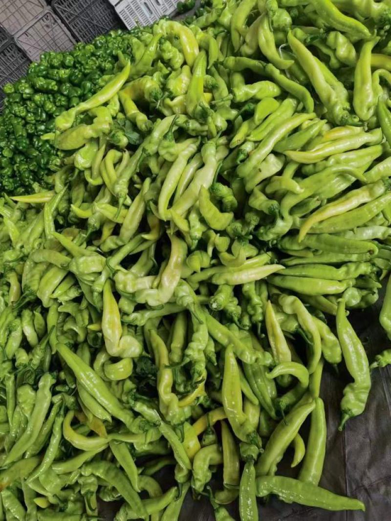 【推荐】河南安阳精品尖椒大量上市产地直发保质保量对接全国