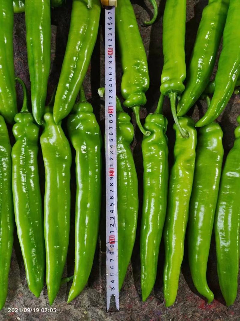 【推荐】河南安阳精品尖椒大量上市产地直发保质保量对接全国