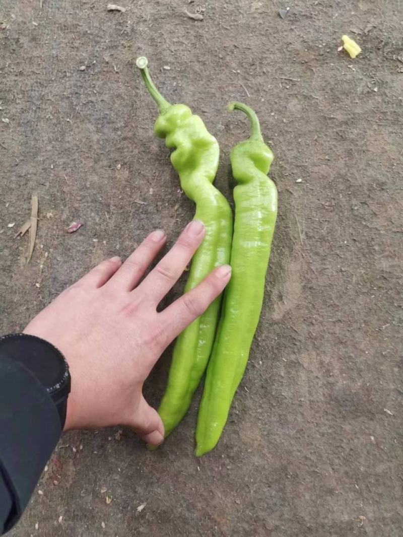 【推荐】河南安阳精品尖椒大量上市产地直发保质保量对接全国