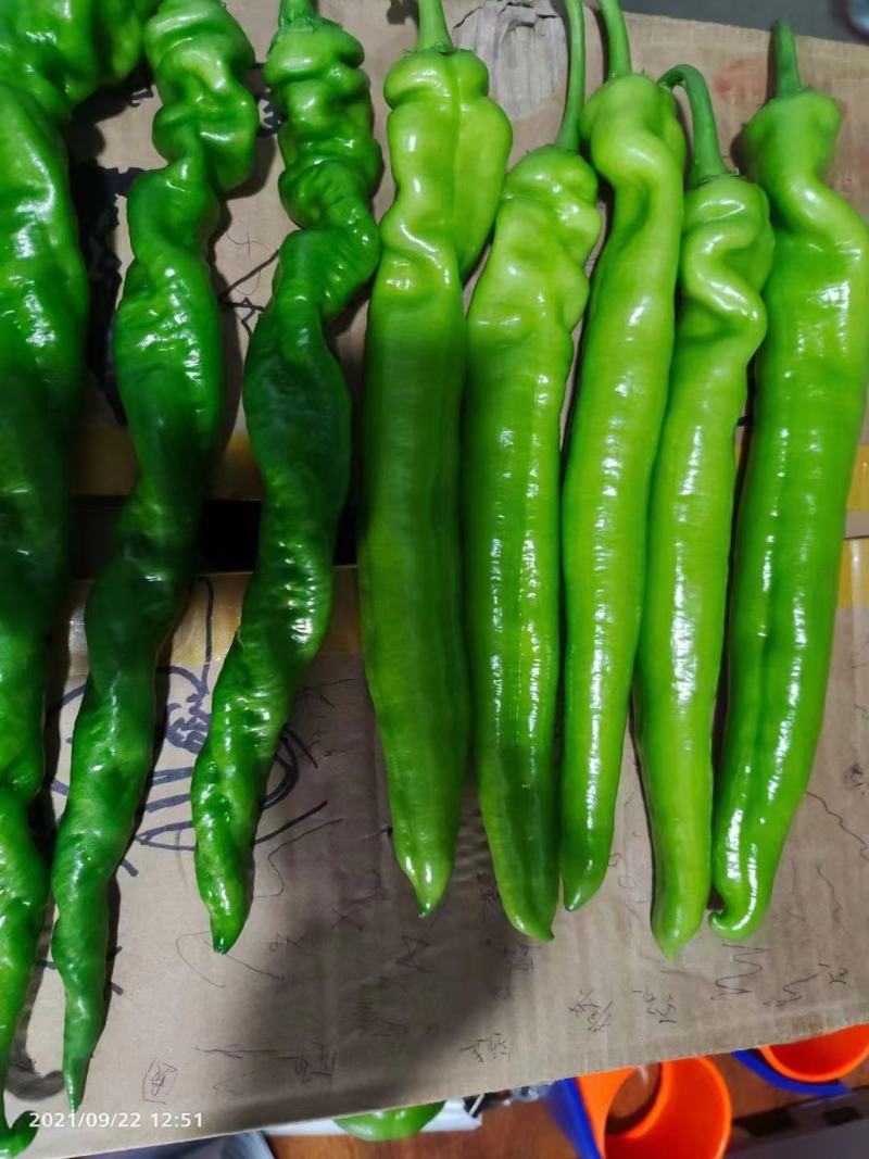 【推荐】河南安阳精品尖椒大量上市产地直发保质保量对接全国