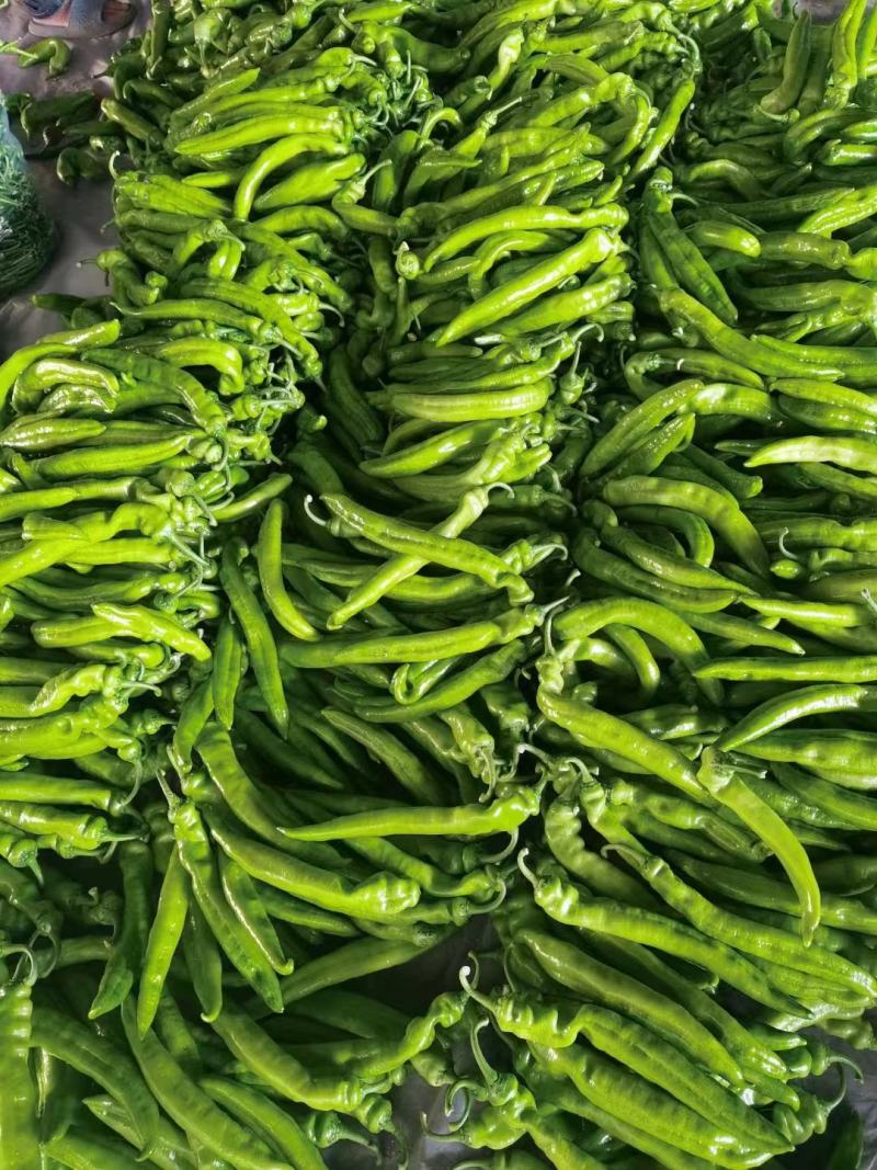 【推荐】河南安阳精品尖椒大量上市产地直发保质保量对接全国