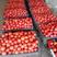 山东济南精品西红柿，产地直发品质保证支持视频看货