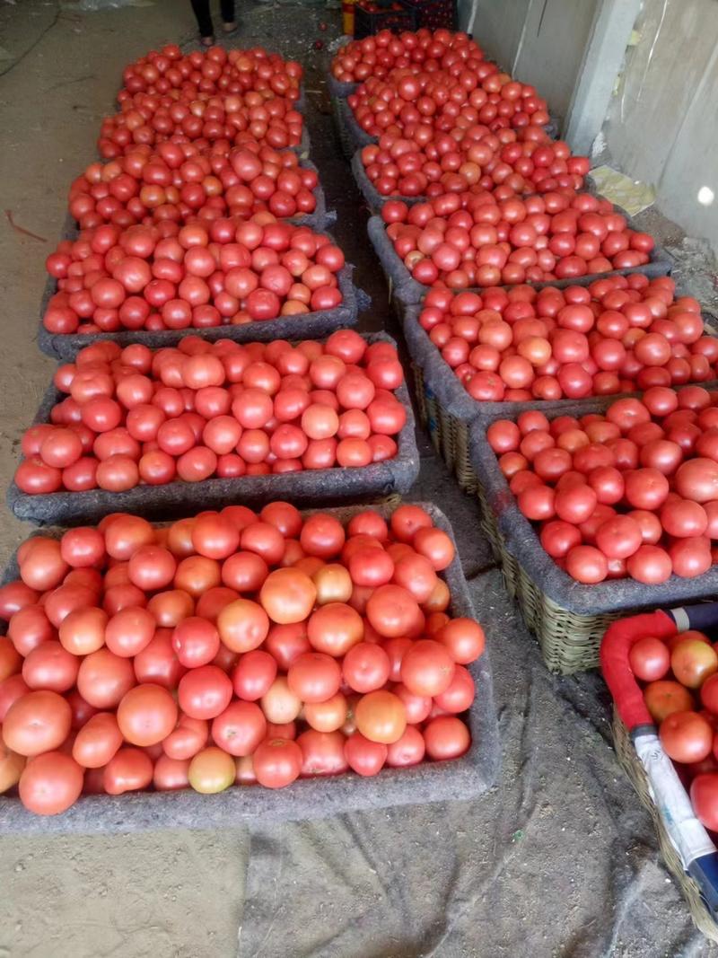 山东济南精品西红柿，产地直发品质保证支持视频看货