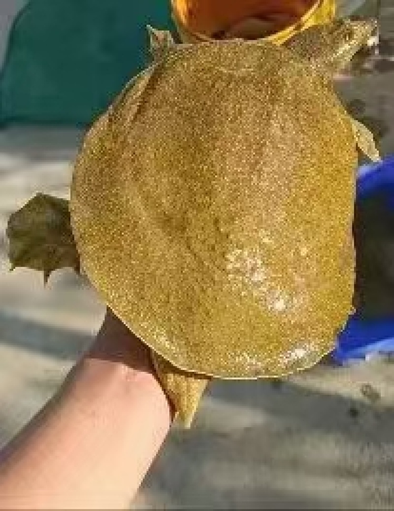 一手货源，甲鱼苗，生态甲鱼，原话生态甲鱼，中华鳖，团鱼