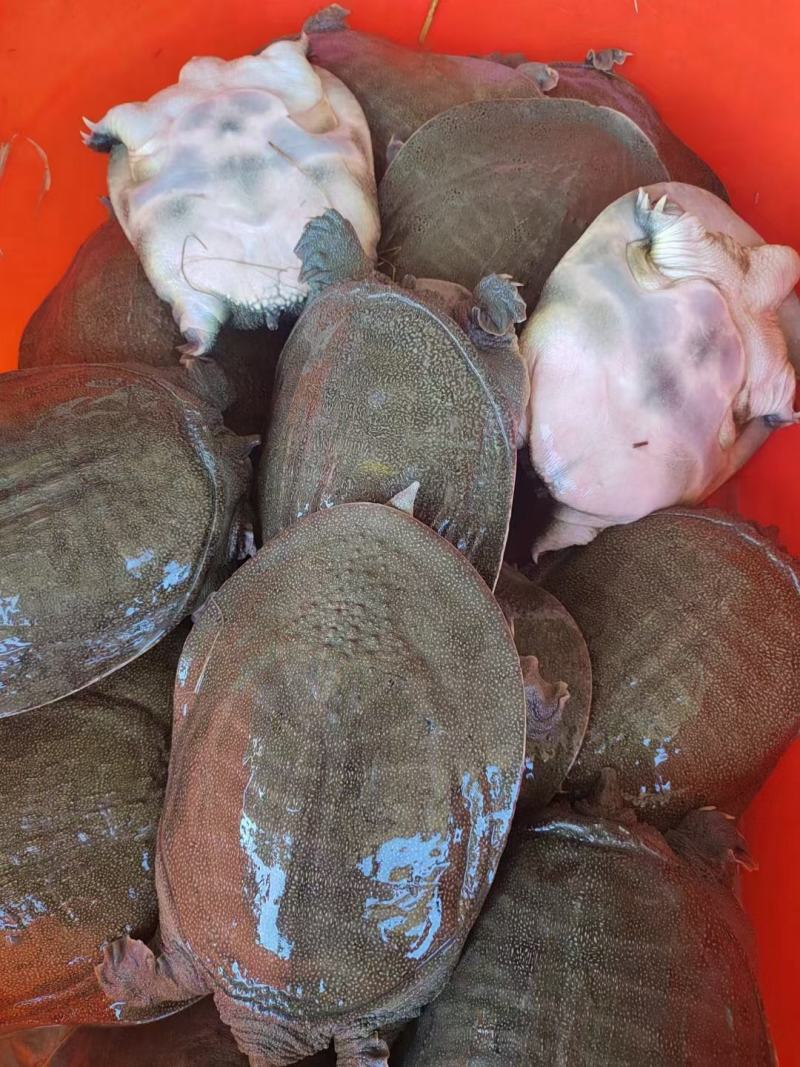 一手货源，甲鱼苗，生态甲鱼，原话生态甲鱼，中华鳖，团鱼