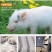 冻乳猪/小乳猪/活猪/烤乳猪新鲜屠宰去毛去内脏/全国包邮