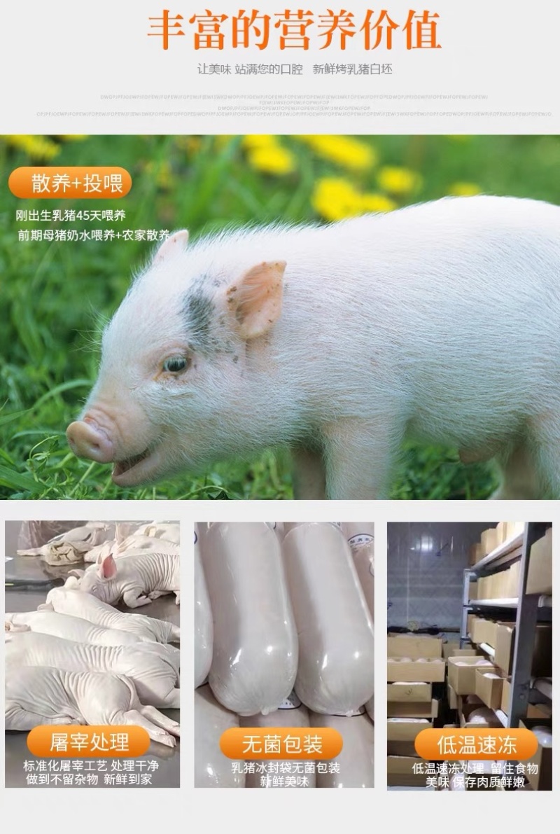 冻乳猪/小乳猪/活猪/烤乳猪新鲜屠宰去毛去内脏/全国包邮