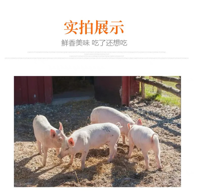 冻乳猪/小乳猪/活猪/烤乳猪新鲜屠宰去毛去内脏/全国包邮